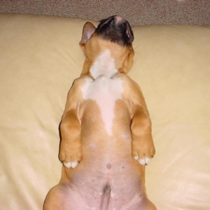 napping upside down.