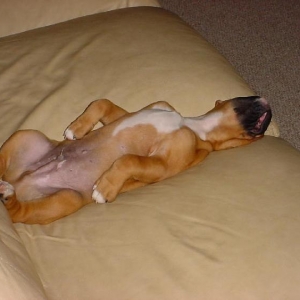napping upside down.