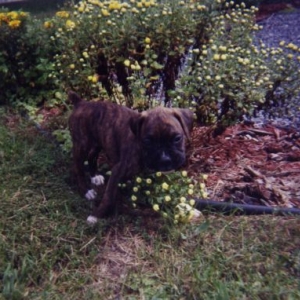 Reese at 7 weeks