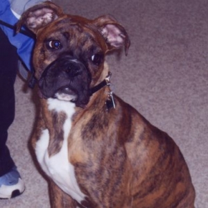 Reese at 7 months old