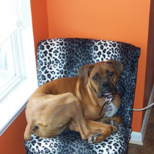 scooby2