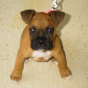 Sit little Harley pup
