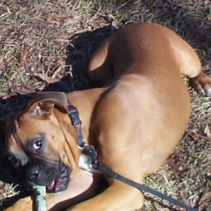 Harley loves sticks