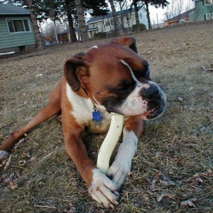 New chew bone!