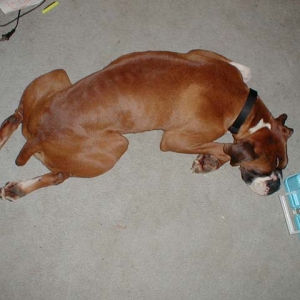 "Froglegs"