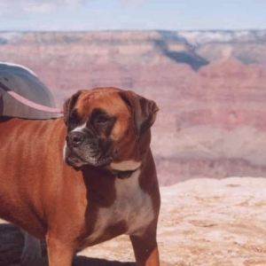 Lucy at the Grand Canyon