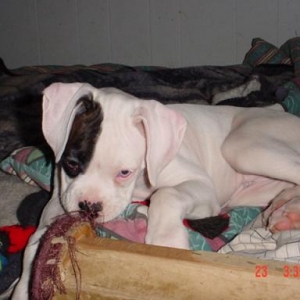 Breeder's Pic of Tunney