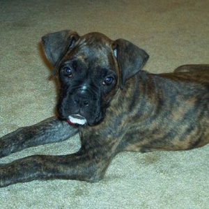 Apollo 8 wks old