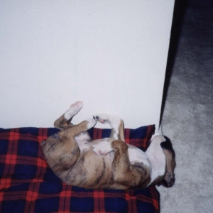 Dreaming about rabbits