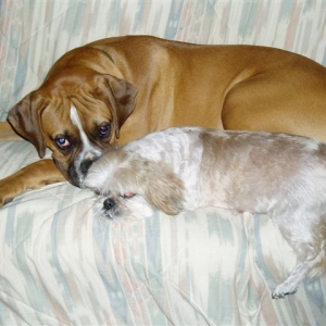 Max and Best Friend