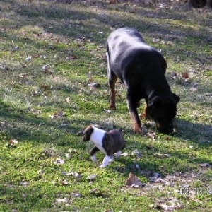 cayman and rowdy