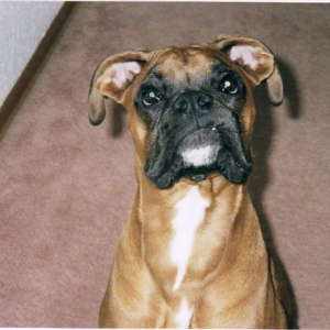 Mateus as Rocky