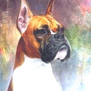 pet-boxer