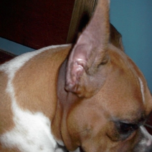 Lady Ear Shot