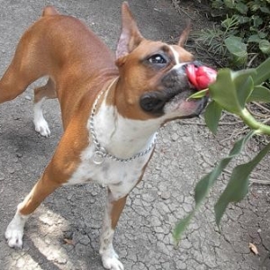 Lady Sniffing Flower