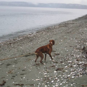 Beach combing