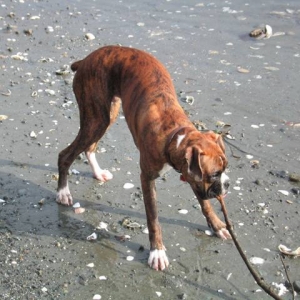 Fun at the beach
