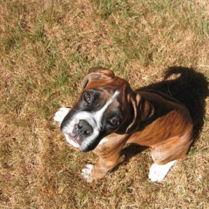 Little Ronin