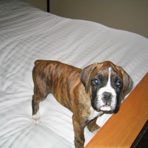 Little Man 8 weeks