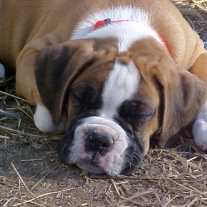 Taking a nap