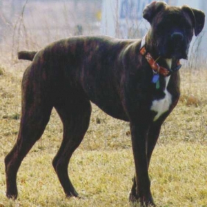 Basil at 7 months