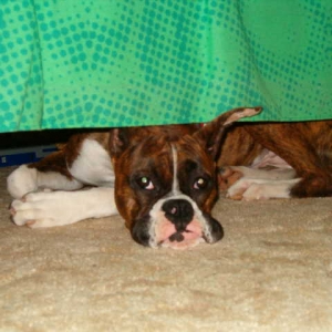 Daisy  hiding under bed