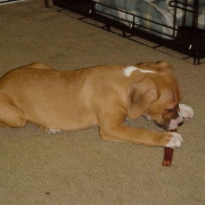 Yum bullystick