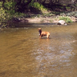 Diesel cooling down
