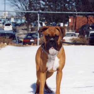 diesel at about 10 months