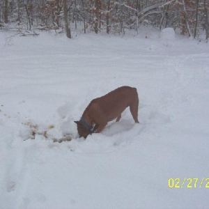 Snowdigger