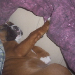 Roxy sneaked her way behind daddy to sleep.