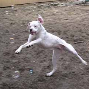 Finn chasing bubbles