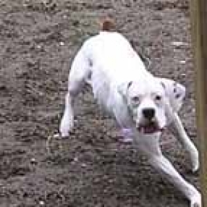 Finnegan chasing bubbles