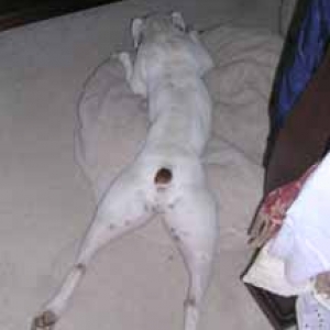 Finnegan's impersenation of a frog