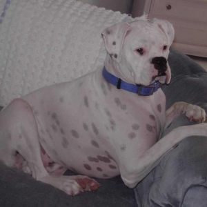 Tyson on his throne