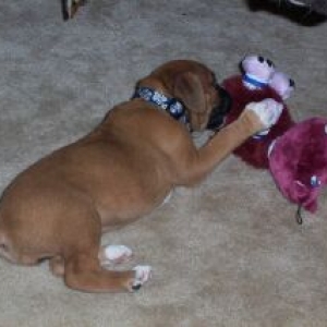 Ozzy  6 weeks