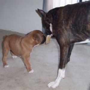 Ozzy Playing with his big sister Lennox