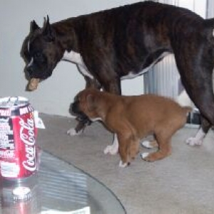 Ozzy trying to get the toy from Lennox