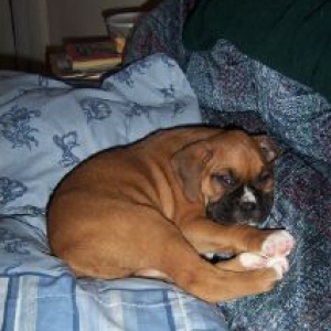 Ozzy after a full day of play