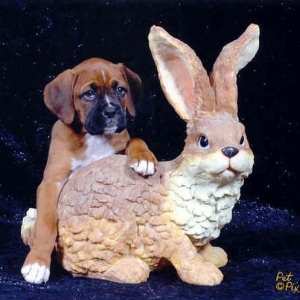 Clover w/Rabbit
