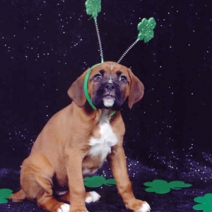 Just because my name is Clover...