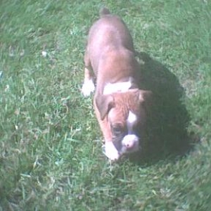Roxi Boxi