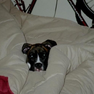 Spoiled