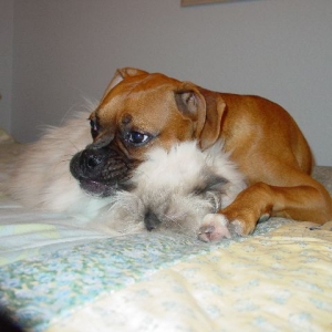 Rockys Best Friend/pillow