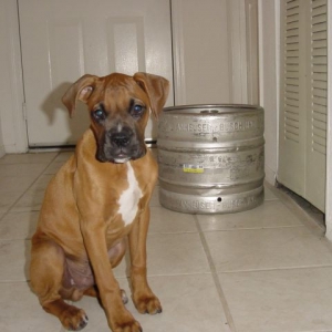 bruno1