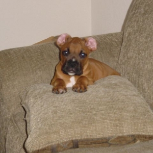 bruno2