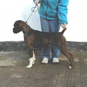 Bobtail Boy  'Chase'