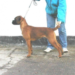 Bobtail Girl #2  'Rayne'