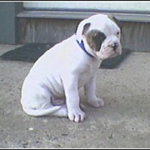 another pic of Bandit!