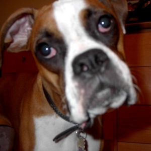roxie_in_your_face_11-03